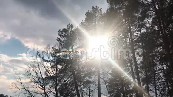 空中缓缓升起阳光透过树木镜头耀斑美丽的日出茂盛的松树视频的预览图