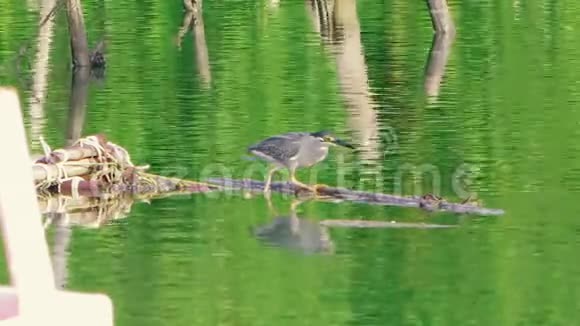 小灰鹭正在河上钓鱼坐在树枝上视频的预览图