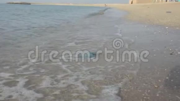在联合阿拉伯埃姆的水母季节蓝色鲸脂或水母水母在海岸上冲刷视频的预览图