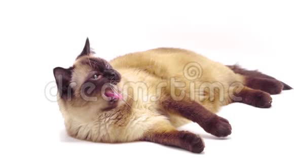 摄影棚拍摄的白色背景下躺着的泰国猫视频的预览图