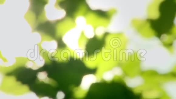 树叶在树上阳光透过视频的预览图