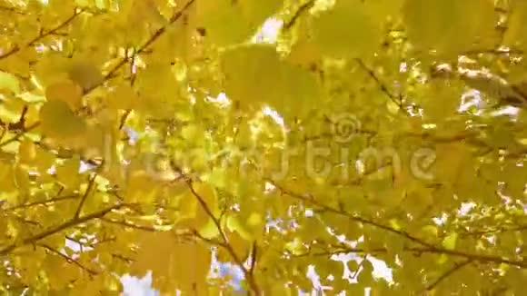 黄色的叶子稳住视频的预览图