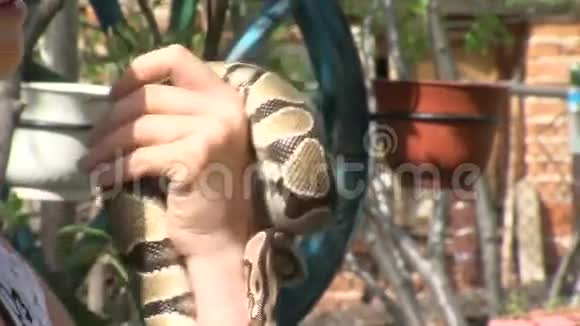年轻的蟒蛇手上的驯兽师视频的预览图