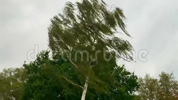 树叶在一场小风暴中随风飘动天空被云层覆盖视频的预览图