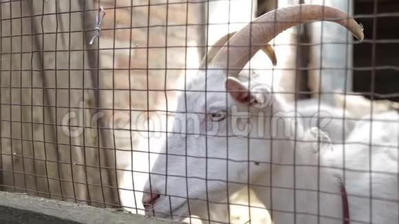 一只滑稽的山羊在谷仓的背景下露出舌头的肖像视频的预览图