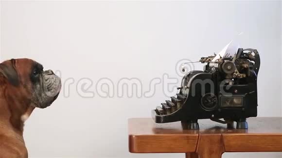 波克犬在老式打字机上书写视频的预览图