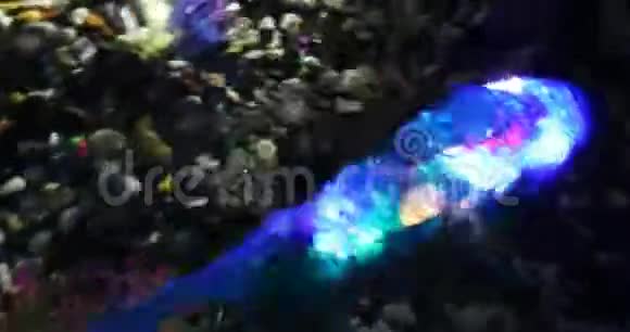 发光的彩色机器人鱼正在鱼缸里游泳视频的预览图