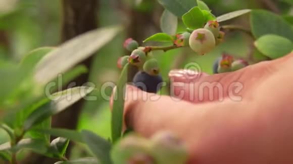 雌性手采摘成熟的蓝莓视频的预览图