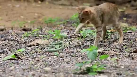 捕食者猫正在与绿色蛇搏斗视频的预览图