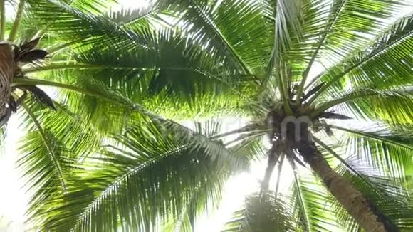 棕榈树阳光透过树叶照耀视频的预览图