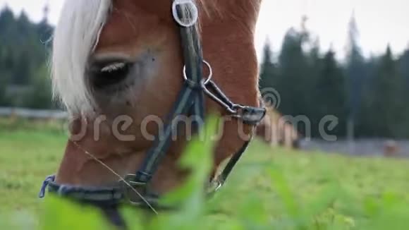 棕马的头白色的头发近立在草地上放牧视频的预览图