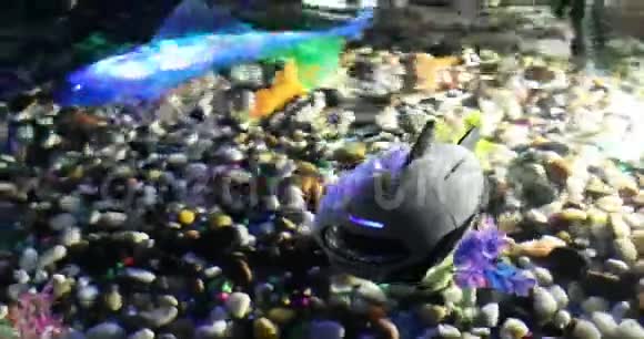 不同型号的机器人鱼在鱼缸里游泳视频的预览图