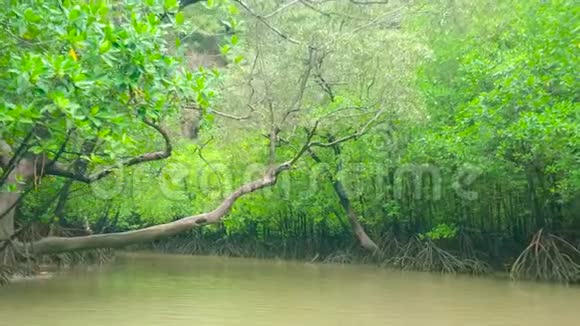 泰国敖芳恩加国家公园KohTalu岛红树林沼泽视频的预览图