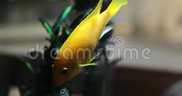 金鱼在鱼缸里优雅地游动视频的预览图