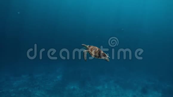 在蓝色的海洋里游泳可爱的乌龟水下潜水与海龟带浮潜的异国海岛度假视频的预览图
