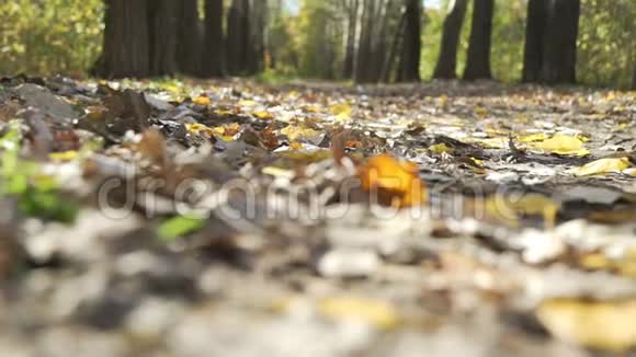 秋天的叶子躺在地上视频的预览图
