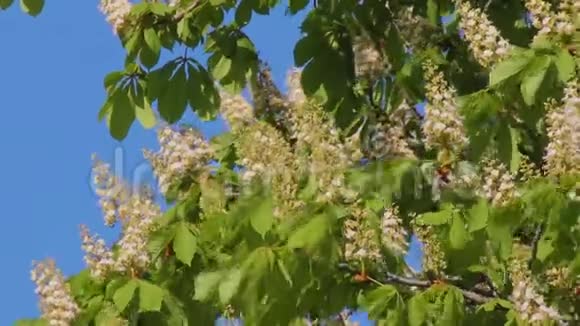 红毛虫在五月的天空中盛开的栗子视频的预览图