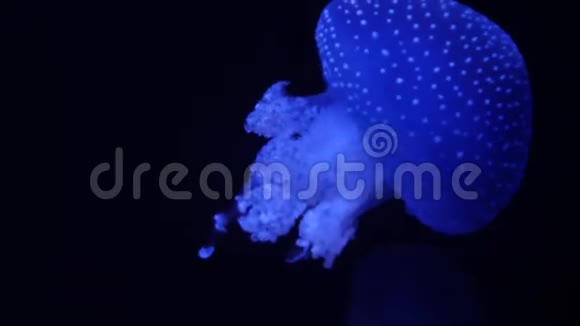 极端接近危险水母在海洋中游泳显示了游泳运动和触须视频的预览图
