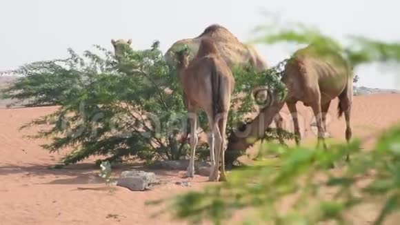 阿联酋沙漠沙丘上的骆驼群吃GhafTr的豌豆和叶子视频的预览图