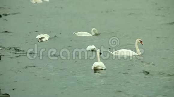 天鹅在海水上游泳视频的预览图