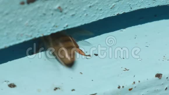 靠近蜂巢的入口许多蜜蜂飞来飞去地进出视频的预览图
