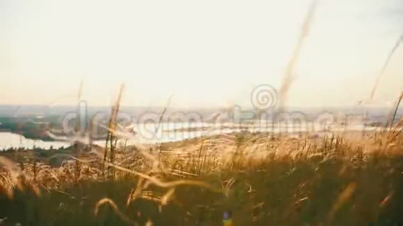 在夕阳下挥舞着夏草草地风景视频的预览图