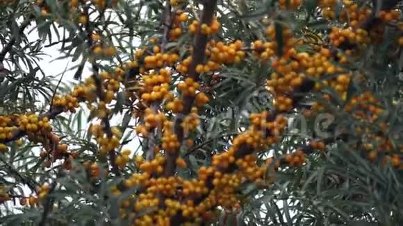 沙棘树枝上有橙果和绿叶视频的预览图