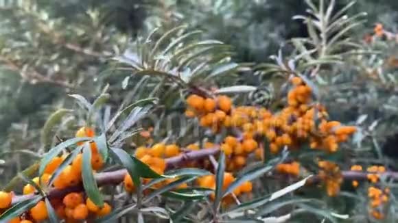 沙棘树枝上有橙果和绿叶视频的预览图