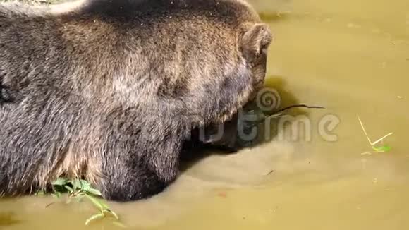 棕熊寻找食物的运动视频的预览图