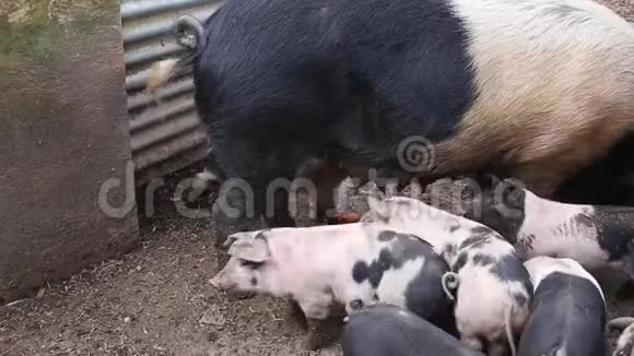 襁褓中的仔猪从母亲那里喝牛奶视频的预览图