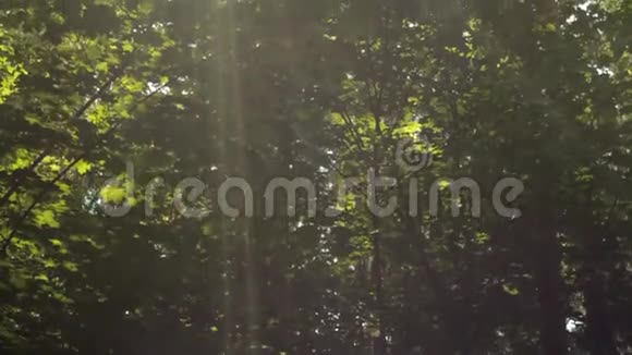 太阳阳光穿过绿叶美丽的彩虹仙女的森林垂直向下的运动视频的预览图