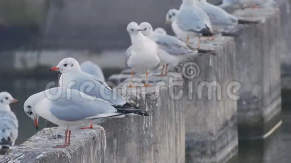 一群白色海鸥在水道附近休息视频的预览图