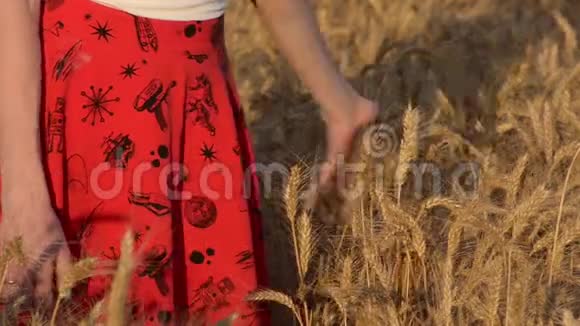 日落时分穿着红色裙子的女孩抚摸着成熟的小麦的耳朵特写视频的预览图