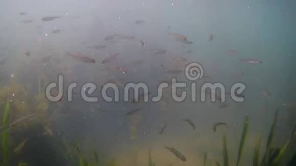 浅淡水湖中小鱼浅滩海水清澈植被茂密视频的预览图