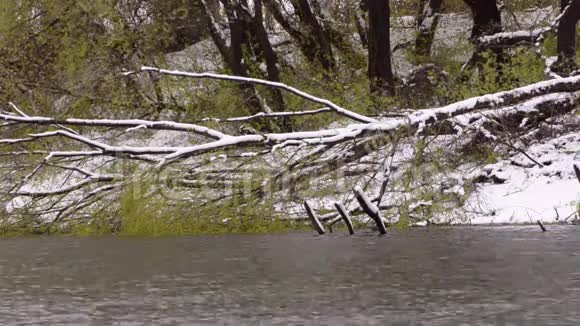 江水上荡漾另一边雪中的落叶树视频的预览图