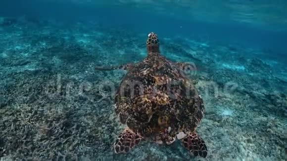 在蓝色的海洋里游泳可爱的乌龟水下潜水与海龟带浮潜的异国海岛度假视频的预览图