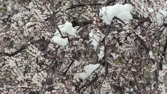 朵朵杏枝下雪自然异常视频的预览图