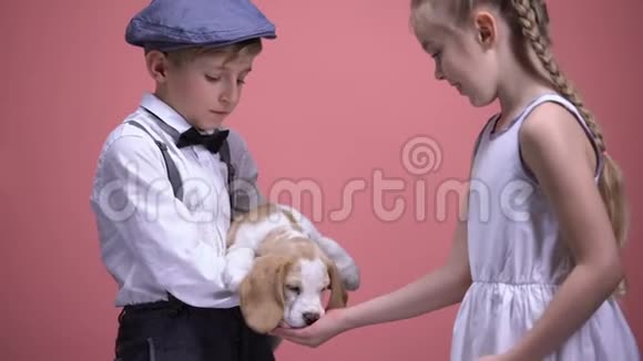 男孩抱着小狗女孩从张开的手掌里喂狗动物的爱和关心视频的预览图