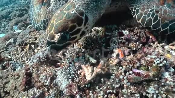 绿海龟喂食海草水下关闭4kUHD视频镜头视频的预览图