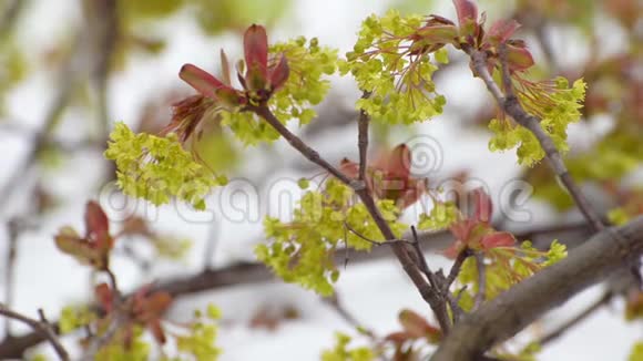 在雨中枫树的花和叶子在树枝上被听到春天特写视频的预览图