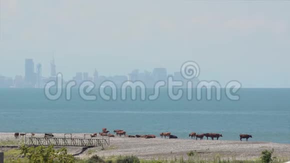 牛在海岸上放牧背景是大海和城市摩天大楼天晴天雾霾格鲁吉亚巴统视频的预览图