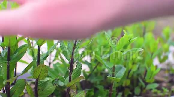 花园里的薄荷小植物视频的预览图