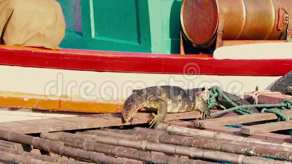 一个巨大的西安水监测器沃兰纳斯打捞器龙水蜥蜴吃新鲜鱼码头附近的船视频的预览图