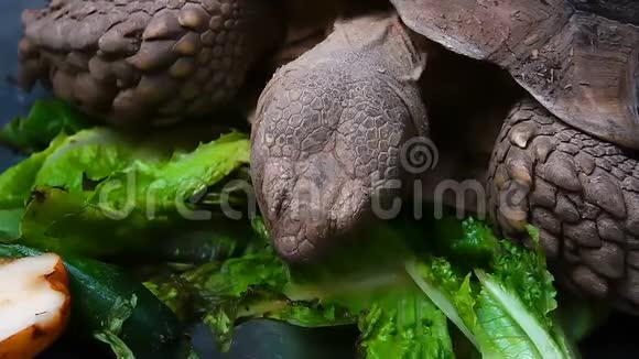 乌龟在吃蔬菜和动物视频的预览图
