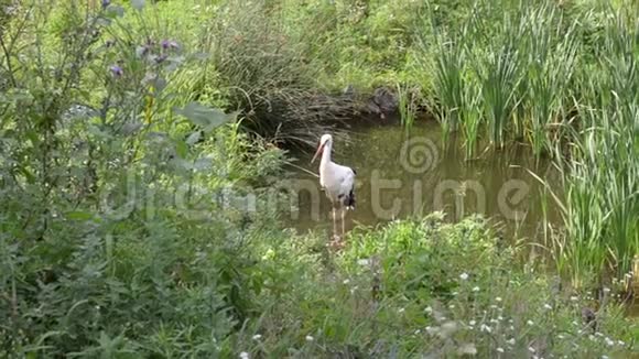 一只鹳站在草地和芦苇的背景下的池塘里夏季野生动物视频的预览图