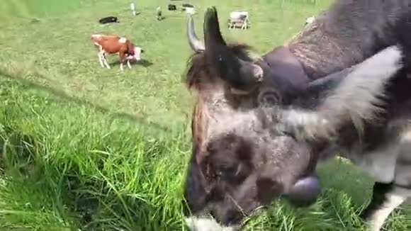 靠近典型的提洛伦高山牛在白云岩的一片绿色草地上放牧草地牛群和典型的视频的预览图