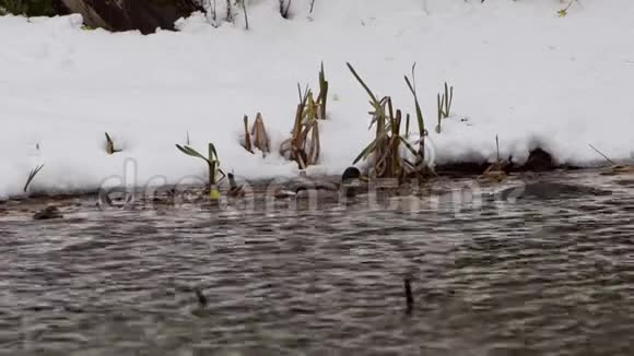 鸭子漂浮在一个肮脏的池塘里雪和芦苇的背景上有垃圾视频的预览图