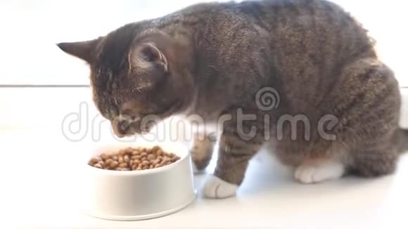 猫吃碗里的干粮视频高清慢速运动视频的预览图