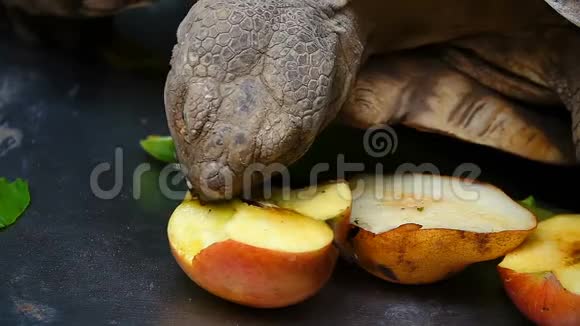 乌龟在吃蔬菜和动物视频的预览图