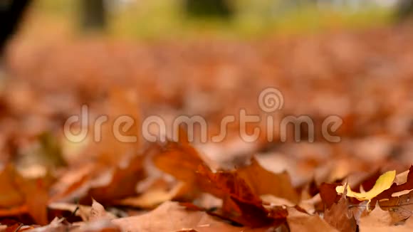人走在公园的秋叶里视频的预览图